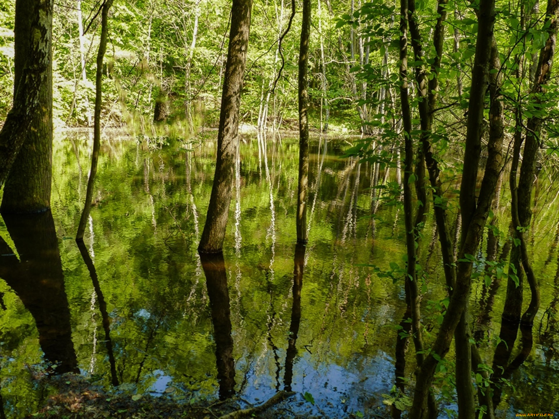 Водный лес. Водная в лесу. Лесная вода. Шипов лес вода. Шишковский лес вода.